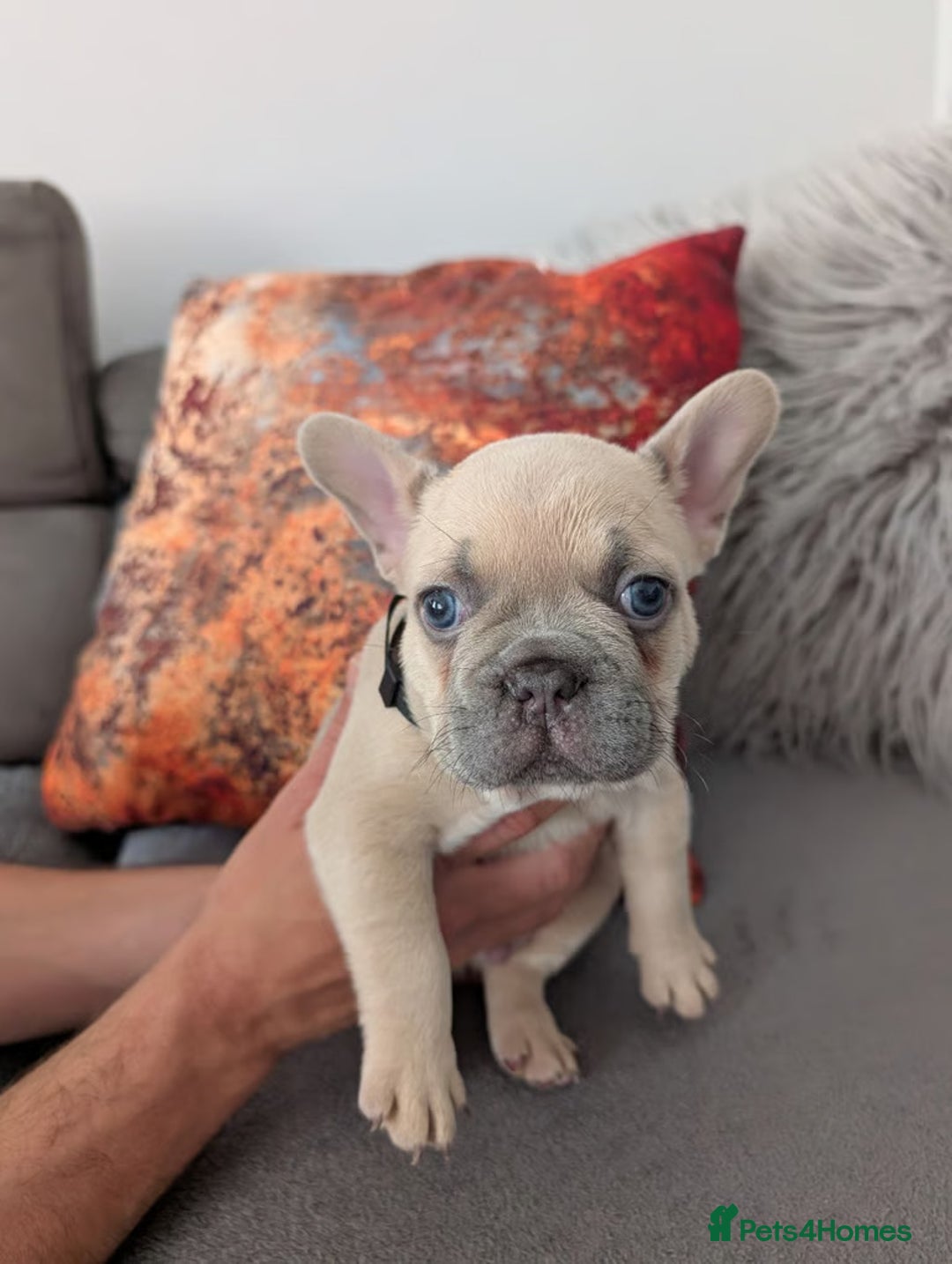 French Bulldog dogs for sale: Charming selection of French Bulldog Puppies - Image 6