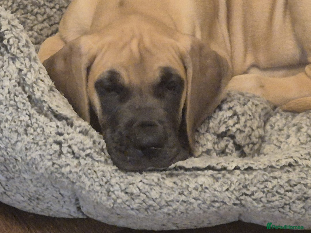 Great Dane dogs for sale: Sarhara & Atlanta are show quality Great Danes - Advert 17