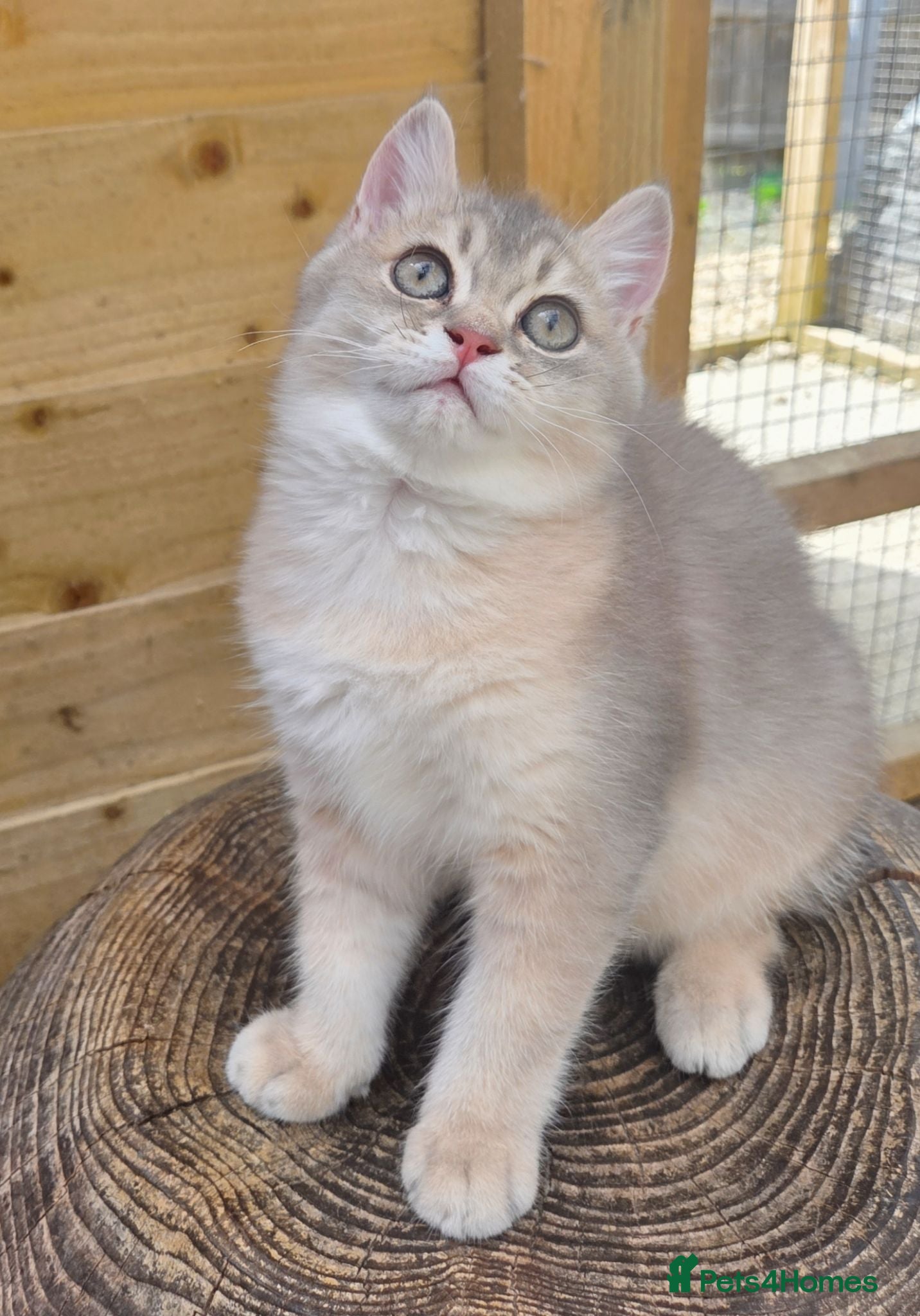 British Shorthair cats 💎 Blue Golden Sweetie 🍬🧸Ready to leave now 🥰🏡 - Advert 15