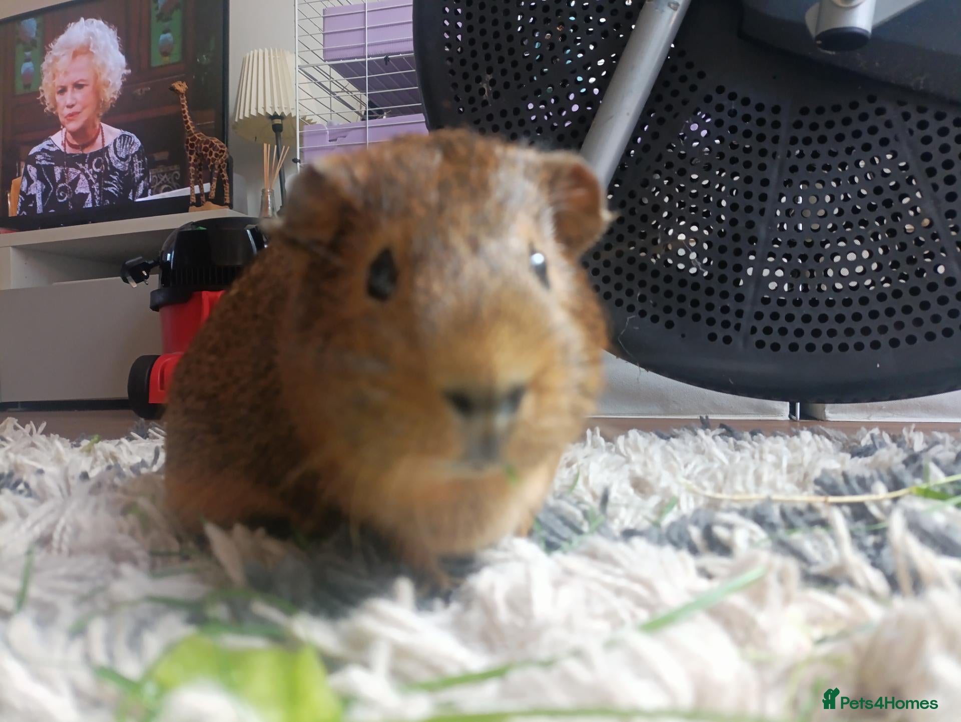Guinea Pig rodents Guinea Pig for rehoming  - Advert 1