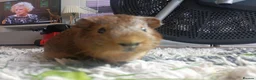 Guinea Pig rodents for sale: Guinea Pig for rehoming  in Hereford - Advert 1