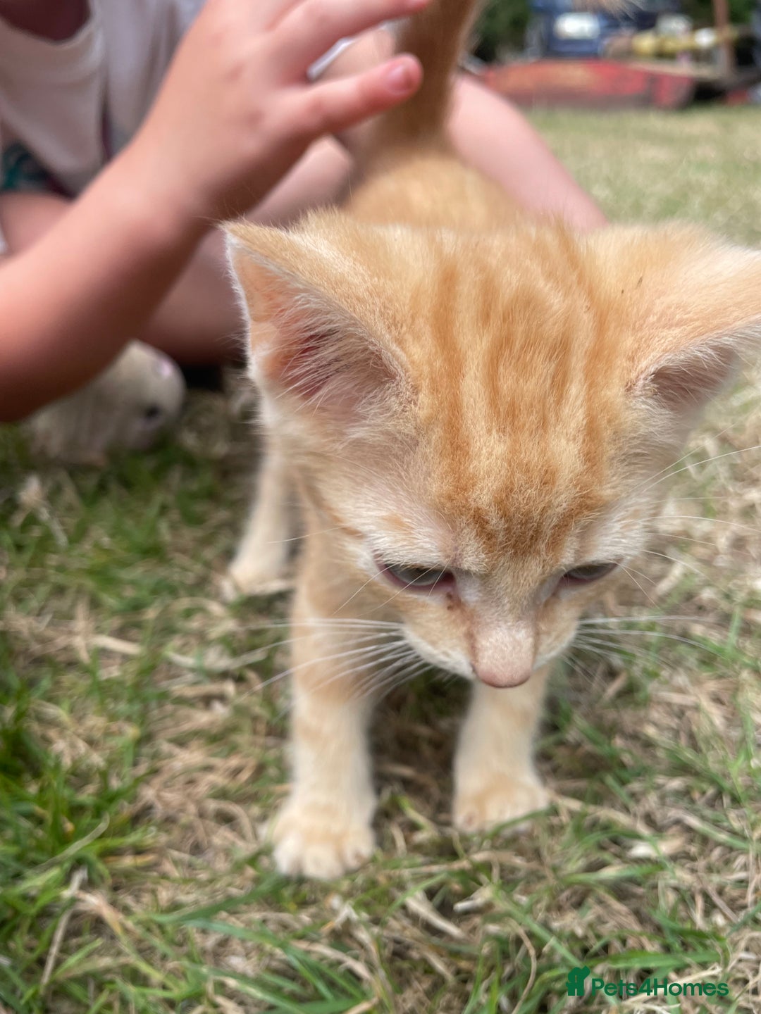 Mixed Breed cats for sale: 4 loving kittens for sale  - Image 6