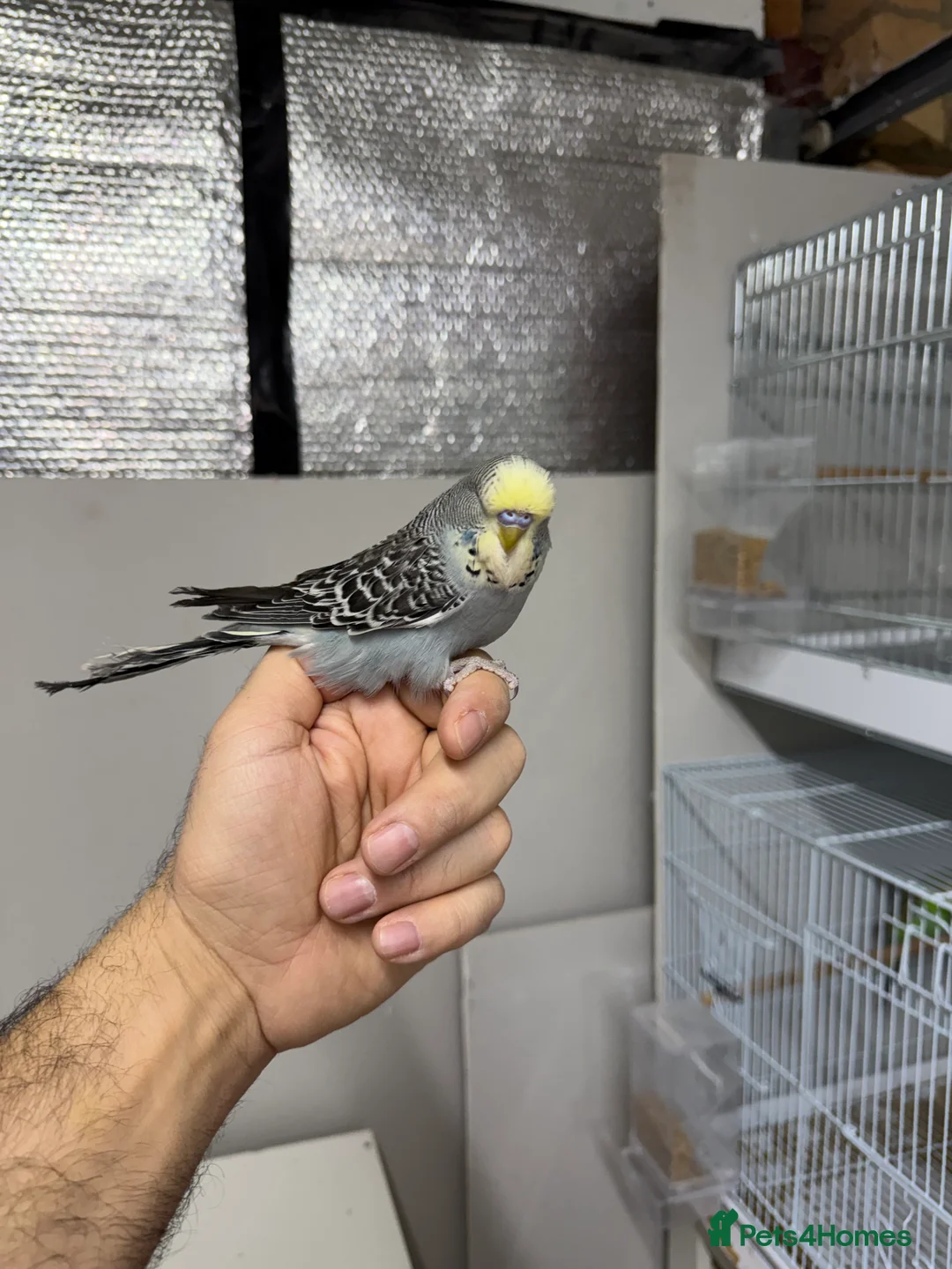 Budgerigars birds for sale: Budgies For Sale in Waltham Cross - Advert 8