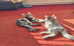 Maine Coon cats for sale: Lintons Pride Maine Coon Kittens. Ready Now - Image 5