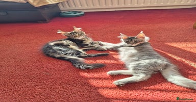 Maine Coon cats - Advert 12