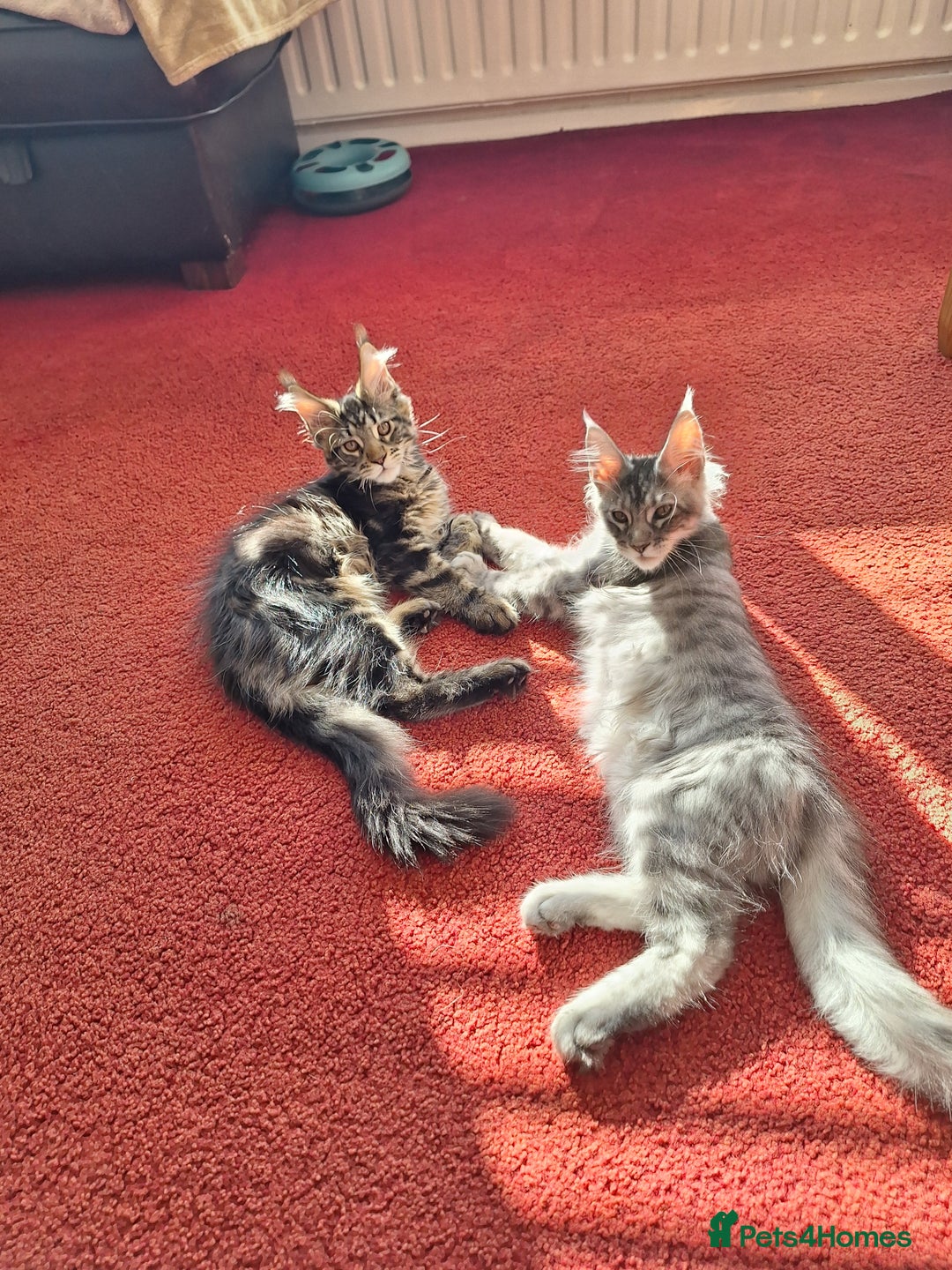 Maine Coon cats for sale: Lintons Pride Maine Coon Kittens. Ready Now - Image 5