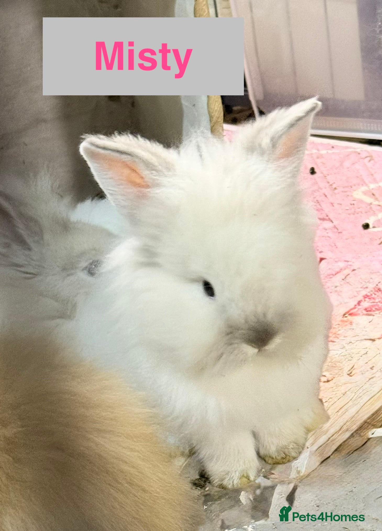 Lionhead rabbits Double Maned Lionhead Babies READY on SUNDAY 🥳 - Advert 12