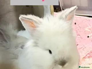 Lionhead rabbits Double Maned Lionhead Babies READY on SUNDAY 🥳 - Advert 12