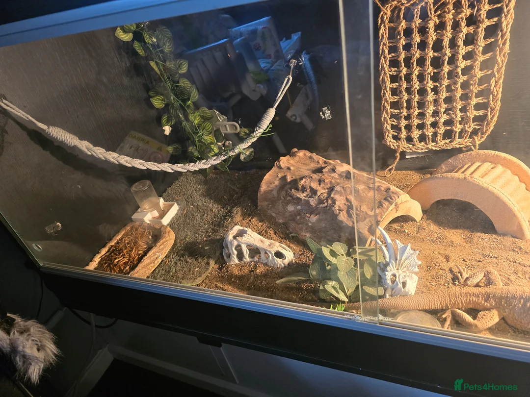 Bearded Dragon reptiles for sale: Bearded dragon male 2 years - Advert 4