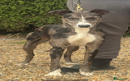Lurcher dogs for stud: Gorgeous Blue Merle dog  - Image 1