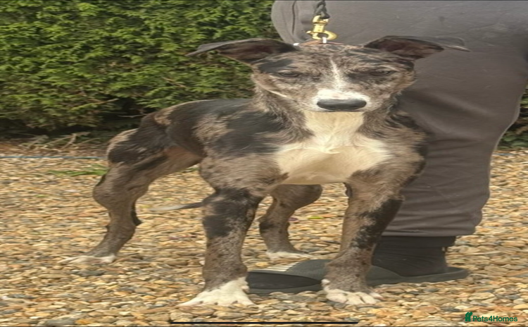 Lurcher dogs - Advert 1