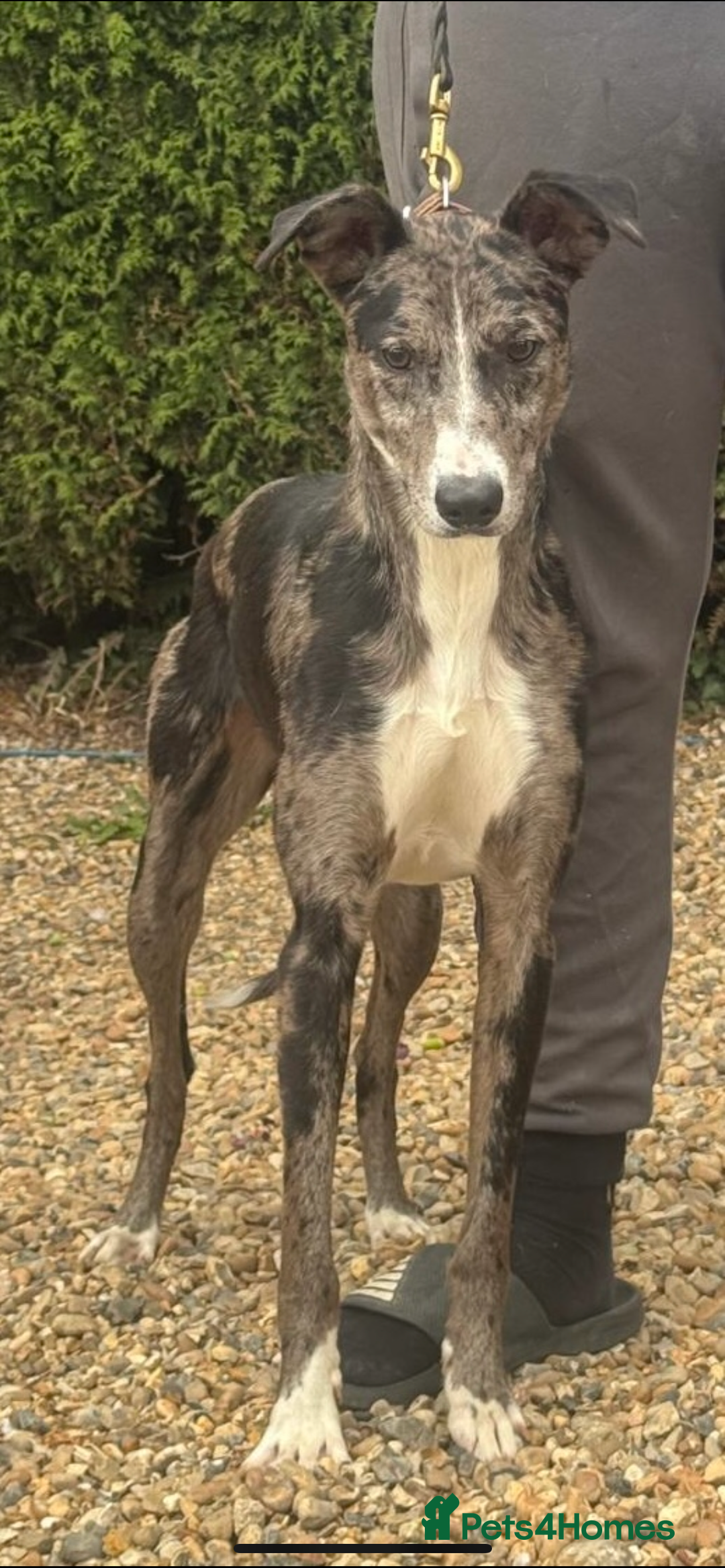 Lurcher dogs for stud: Gorgeous Blue Merle dog  - Image 1