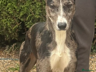 Lurcher dogs - Advert 1