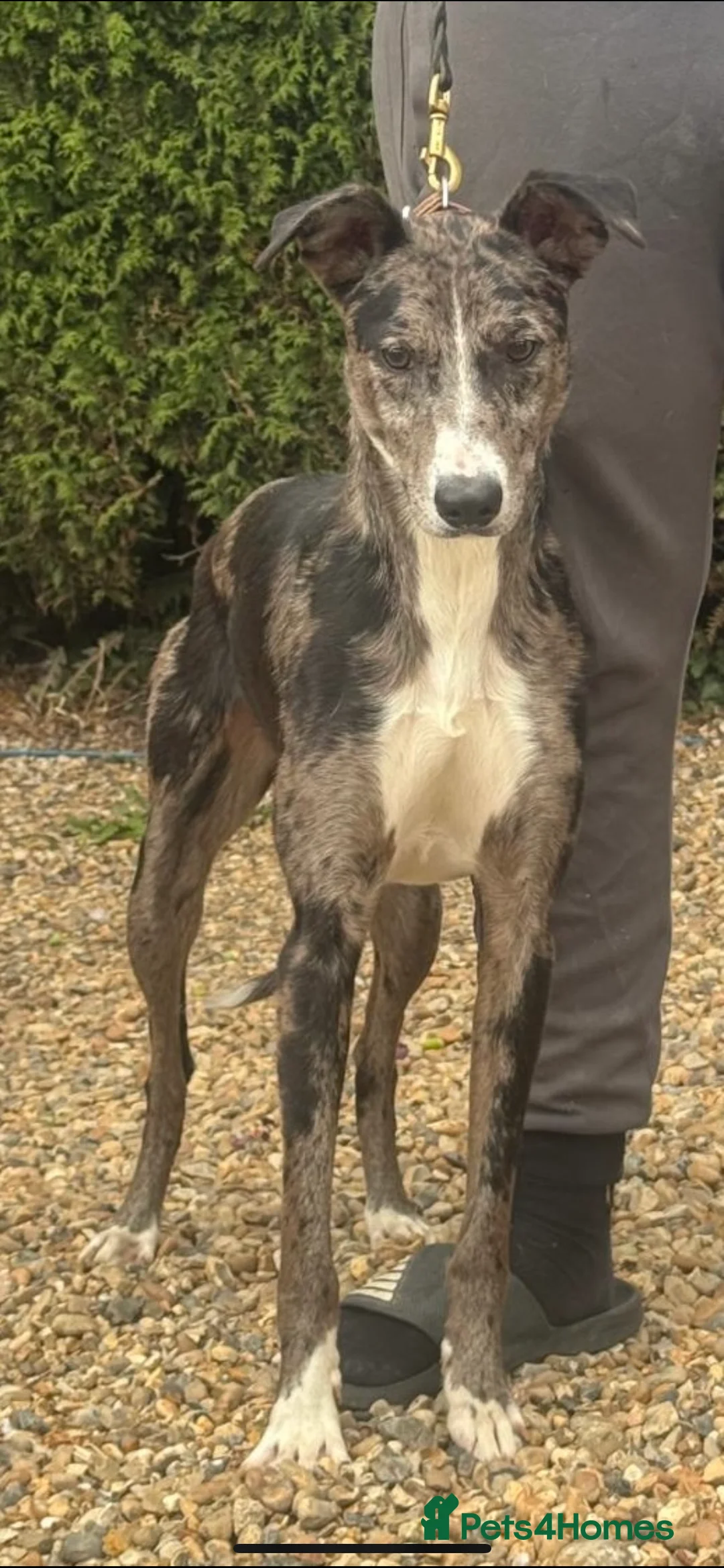 Lurcher dogs for stud: Gorgeous Blue Merle dog  - Advert 3