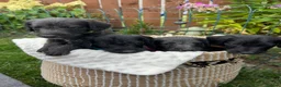 Mixed Breed dogs for sale: Genuine 1st cross Bedlington Terrier/Whippets in Durham - Advert 4