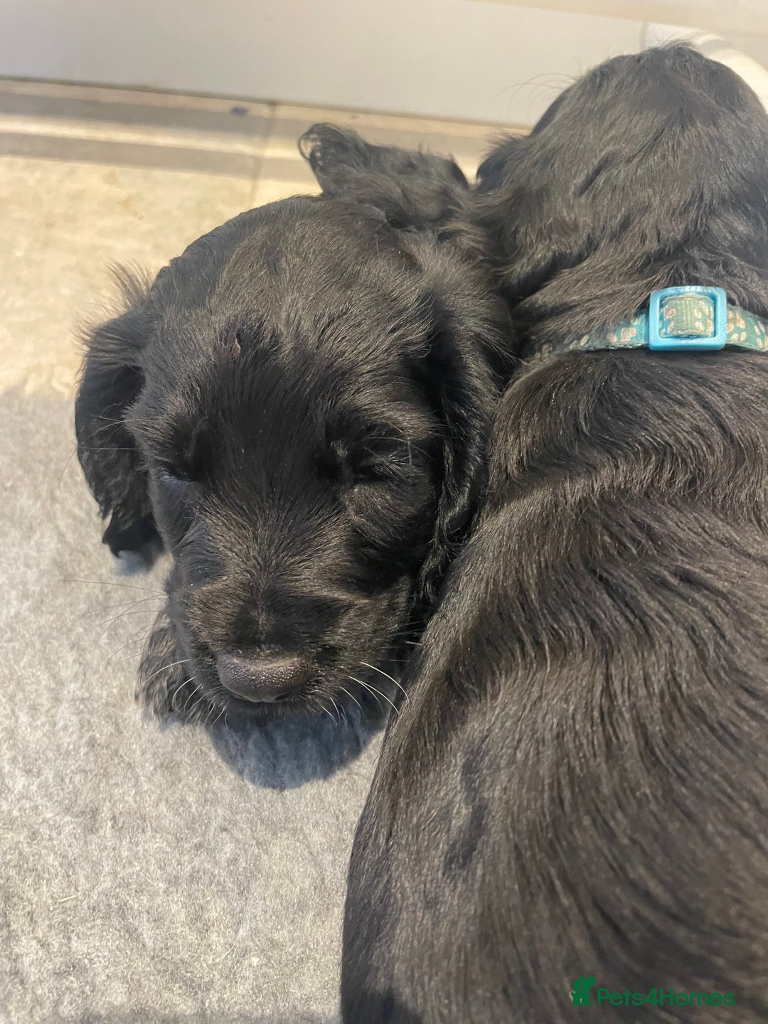 Cocker Spaniel dogs for sale: 2 working cocker puppies  - Advert 5