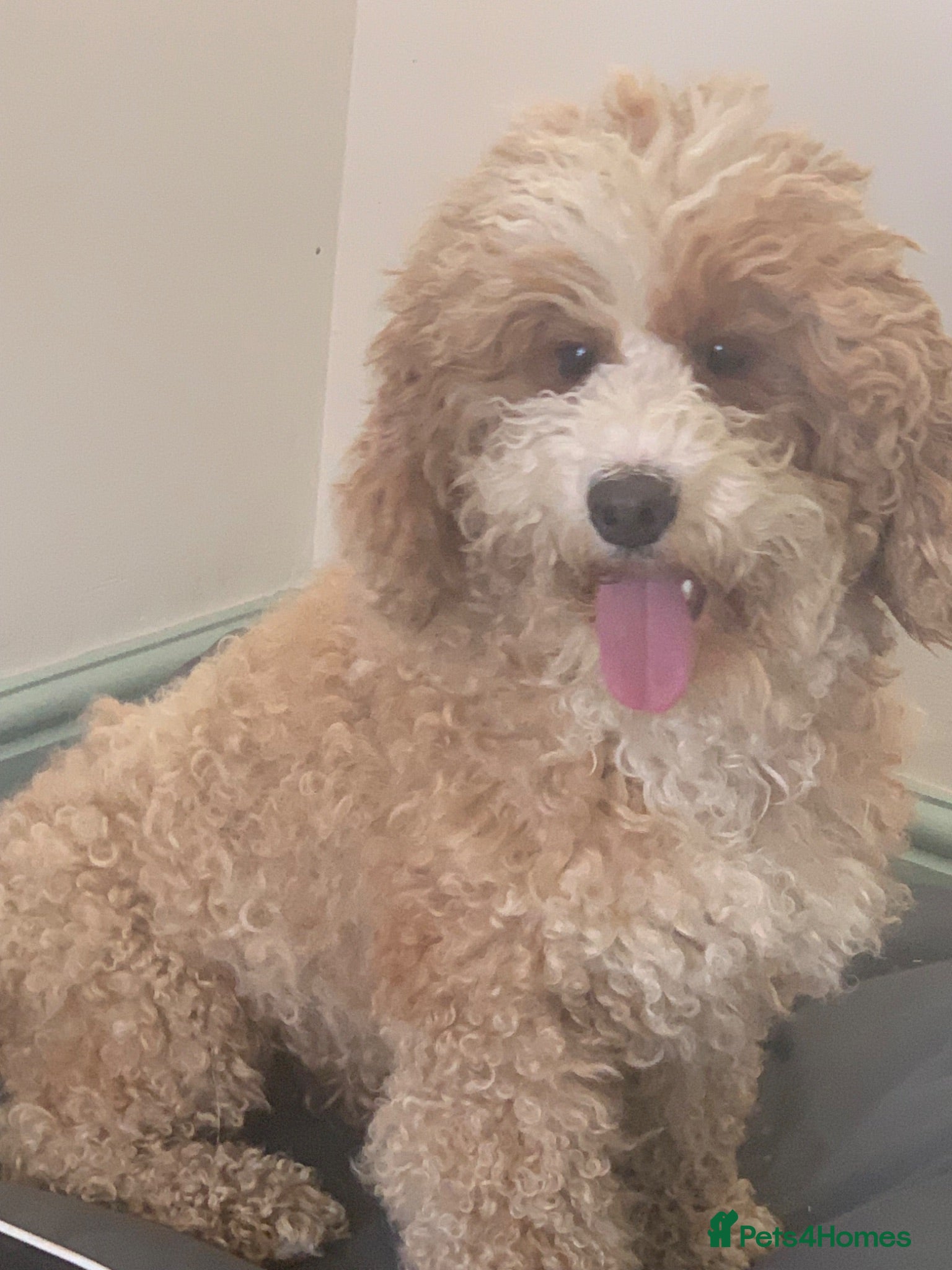 Australian Labradoodle dogs Stunning red/white spiral coat young adult bitch - Advert 3