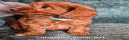 Cockapoo dogs for sale: Cockapoo puppies - Advert 4