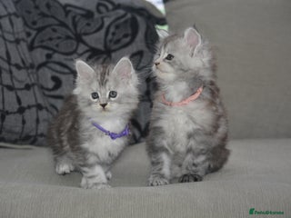 Maine Coon cats Maine Coon kittens World Champion bloodline ❤️ - Advert 5