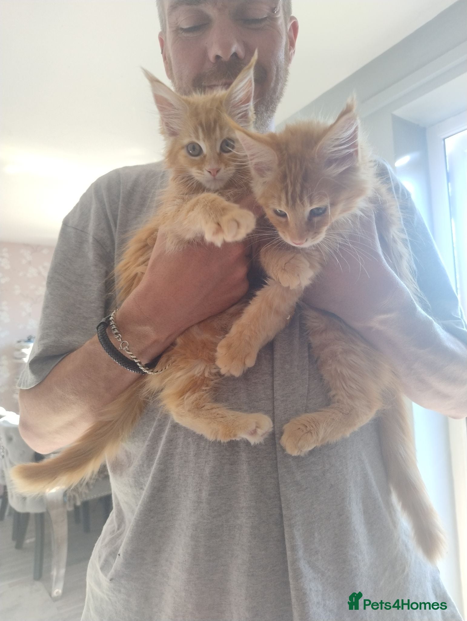 Maine Coon cats 4 Beautiful Full Maine Coon Kittens Ginger Girl - Advert 17