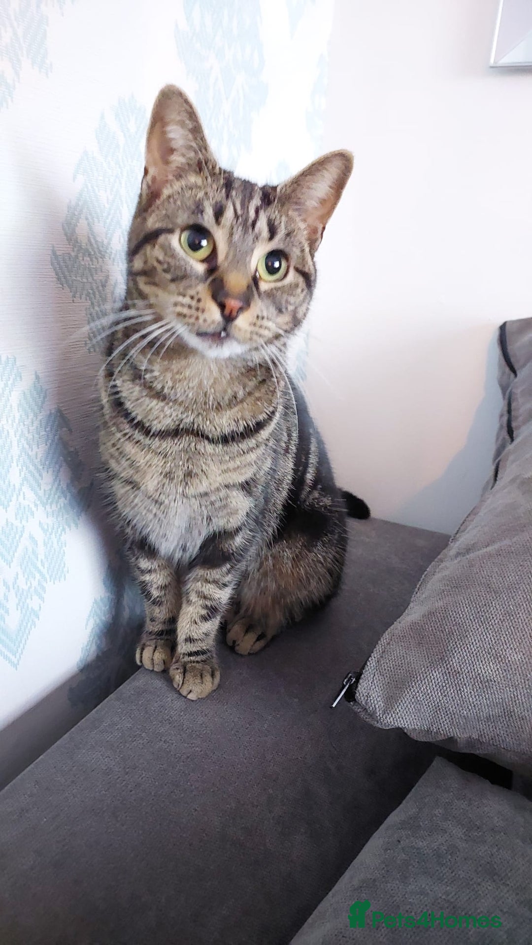 Mixed Breed cats for sale: Adorable kittens  - Image 5