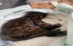 Domestic Shorthair cats for sale: beautiful tortie baby just over 8 weeks  - Image 4