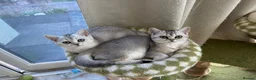 British Shorthair cats for sale: BSH GCCF registered silver chinchilla last girl - Advert 7