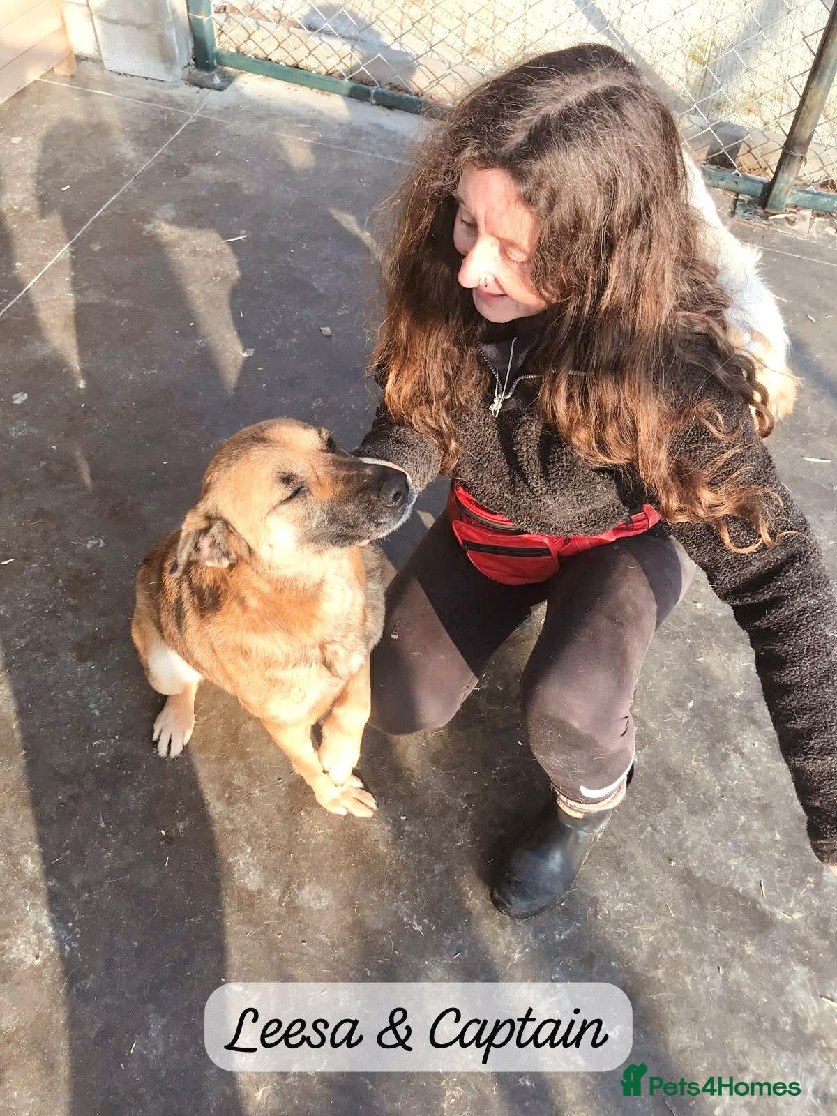 Mixed Breed dogs Captain, 10 yrs old. Available for adoption. - Advert 21