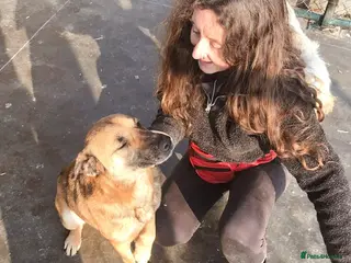 Mixed Breed dogs Captain, 10 yrs old. Available for adoption. - Advert 21