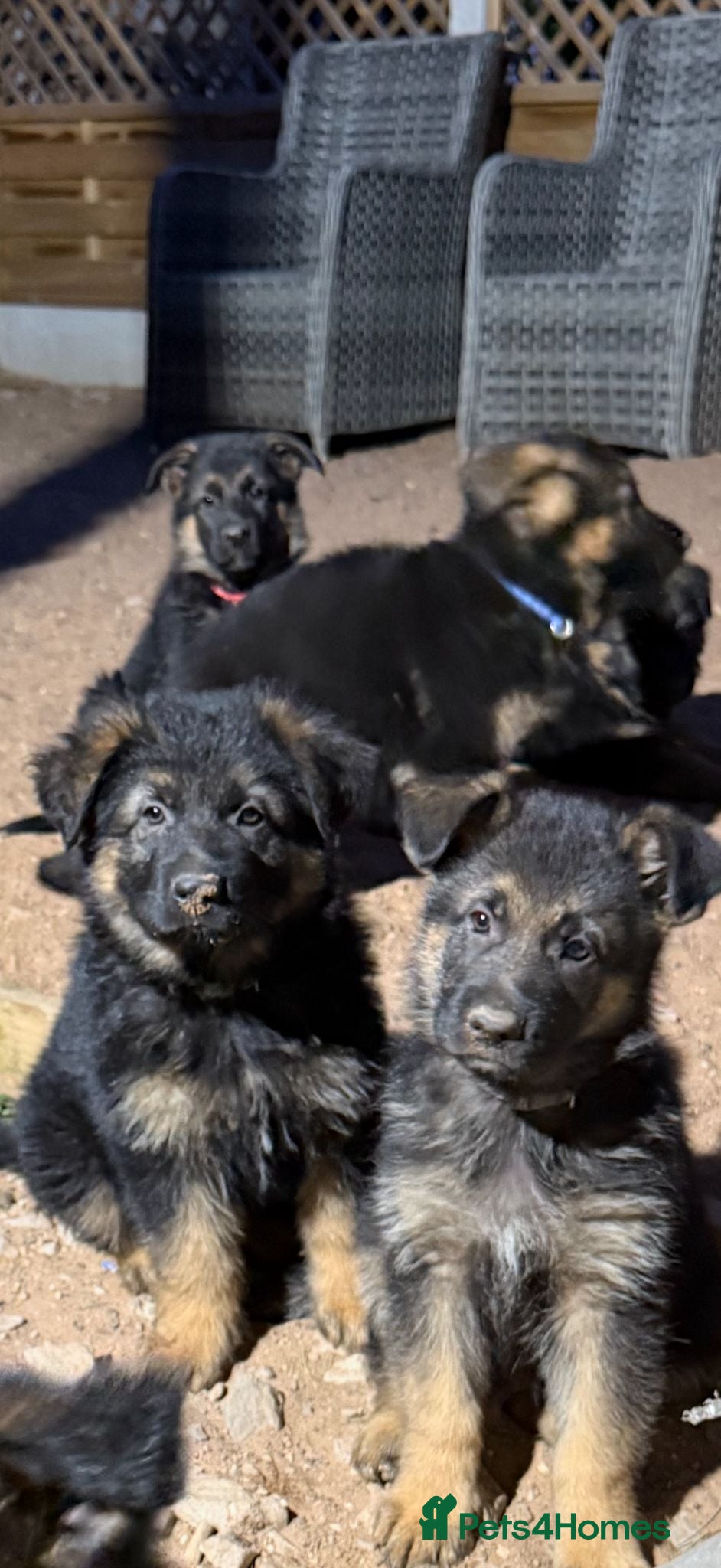 German Shepherd dogs  Beautiful Family-Raised German Shepherd Puppies  - Advert 2