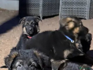 German Shepherd dogs Beautiful Family-Raised German Shepherd Puppies - Advert 2