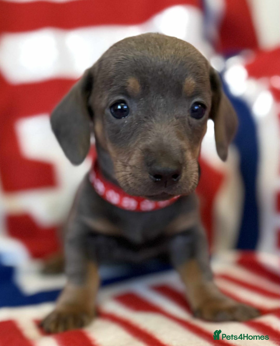 Dachshund dogs for sale: Beautiful Dachshund puppies - Advert 17