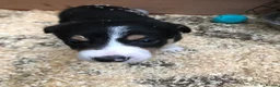Border Collie dogs for sale: Puppies - Advert 6