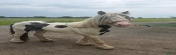 Irish Cob horses for sale: Tony the pony  - Advert 1