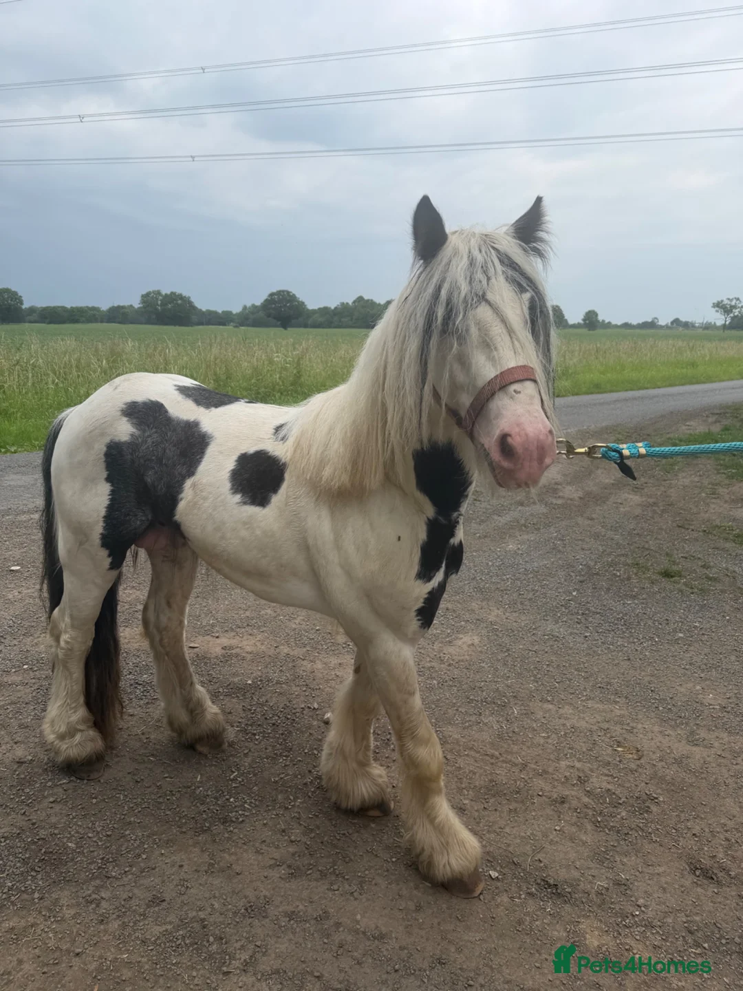 Irish Cob horses for sale: Tony the pony  - Advert 1