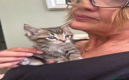 Ragdoll cats for sale: GCCF Ragdoll-Mix Kittens – Rare & Longhaired 🐾 - Image 15