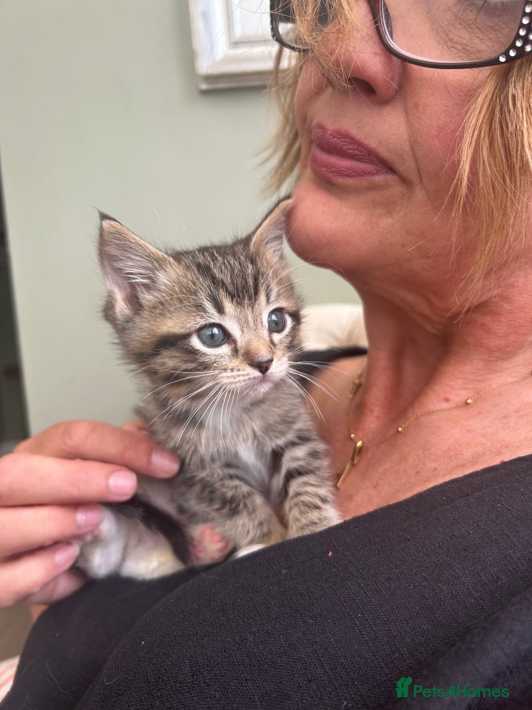 Ragdoll cats for sale: GCCF Ragdoll-Mix Kittens – Rare & Longhaired 🐾 - Image 15