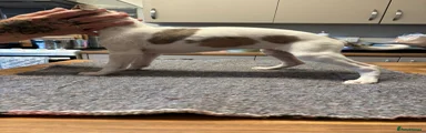 Whippet Puppy 7