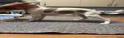 Whippet dogs for sale: Amazing whippet puppies  - Advert 4