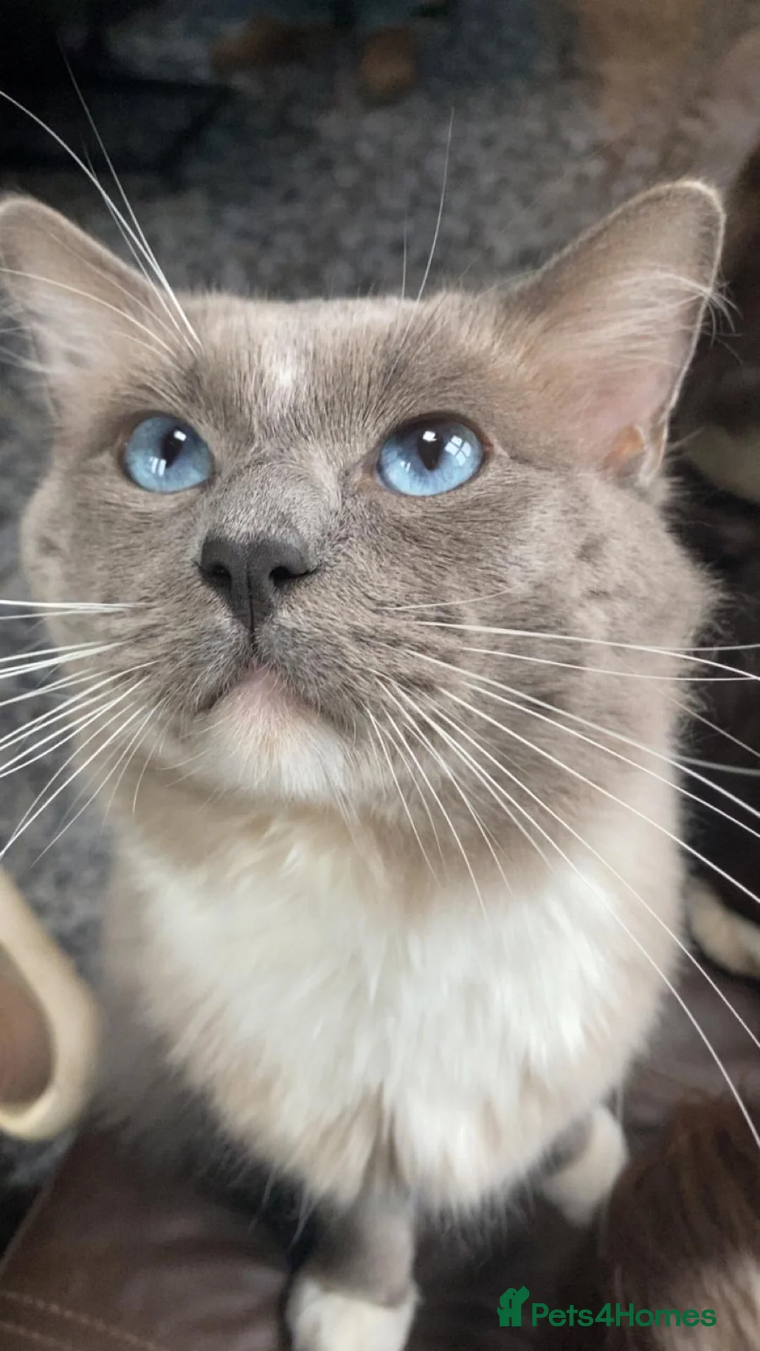 Ragdoll cats for stud: GCCF Reg. Blue point mitted Ragdoll Stud - JEEVES - Advert 1