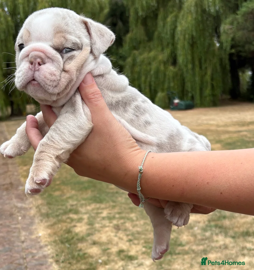 English Bulldog dogs for sale: Beautiful English Bulldog Bitch Puppy  - Advert 2