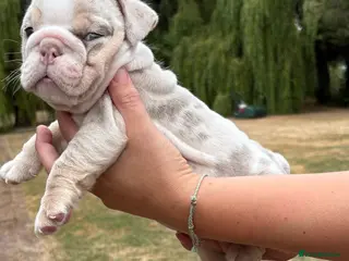 English Bulldog dogs Very Pretty Chunky Bulldogs ready now - Advert 7