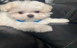 Maltese dogs for sale: 🤩Gorgeous little boy 🤩 - Image 1