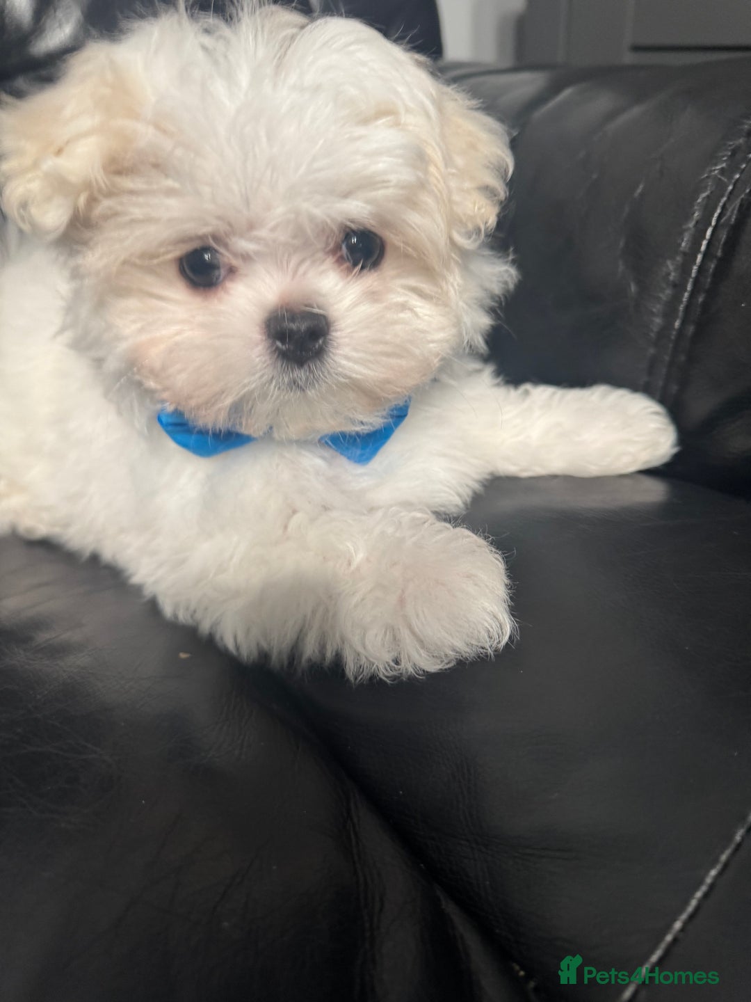 Maltese dogs for sale: 🤩Gorgeous little boy 🤩 - Image 1