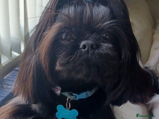 Shih Tzu dogs in Barnsley - Advert 1