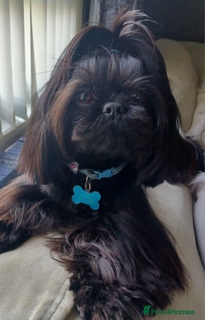 Shih Tzu dogs in Barnsley - Advert 1