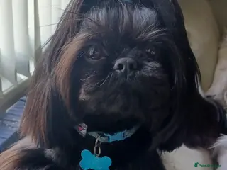 Shih Tzu dogs Stunning imperial shih-tzu stud in Barnsley - Advert 1