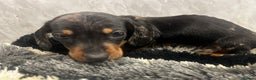 Miniature Dachshund dogs for sale: Miniature dachshund boy  - Advert 2
