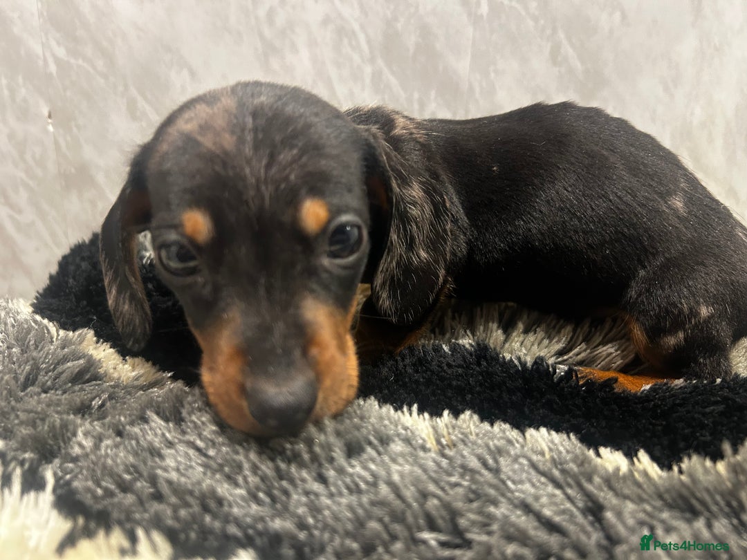 Miniature Dachshund dogs for sale: Miniature dachshund boy  - Advert 2