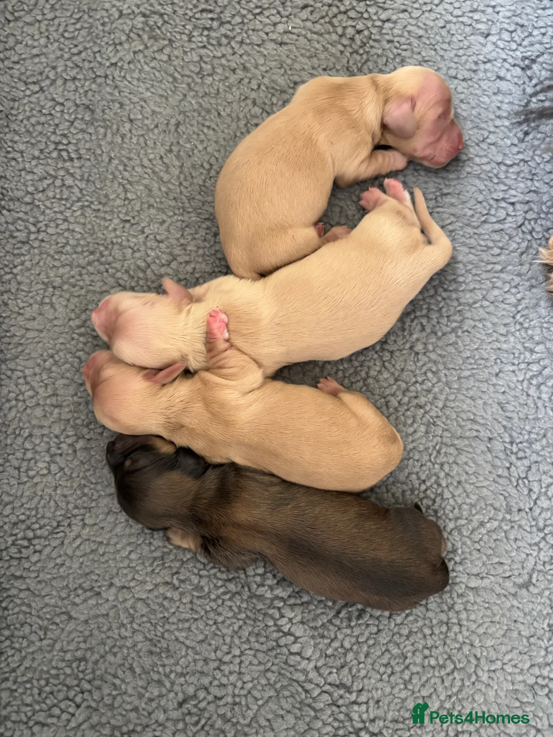 Dachshund dogs for sale: KC Miniature Long Haired Cream Dachshunds  - Advert 2